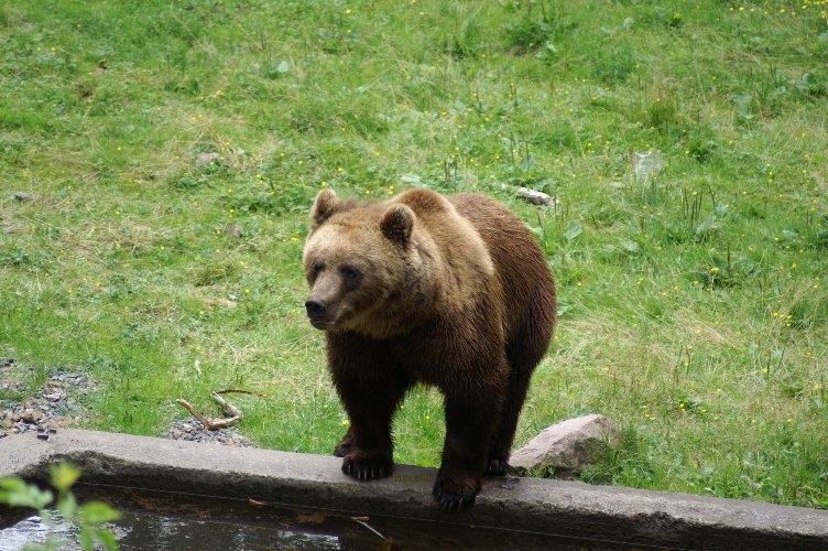 Bjrnunge i Sknes djurpark