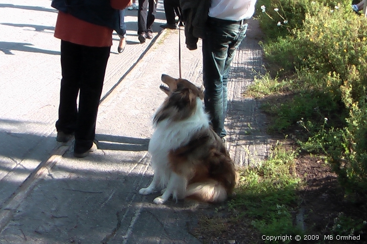 En Collie som sitter och vntar