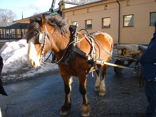 Hst med skygglappar spnd framfr en vagn