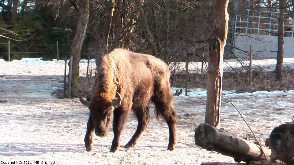 Visent p Skansen.