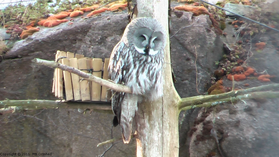 Lappuggla p Skansen.