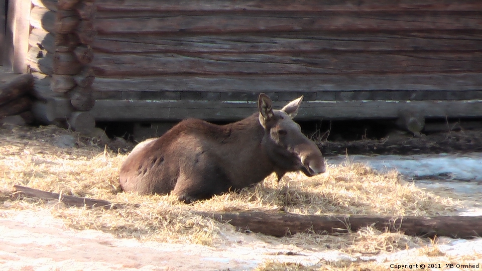 lg p Skansen.