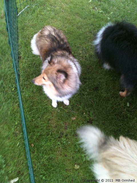 En Shetland sheepdog