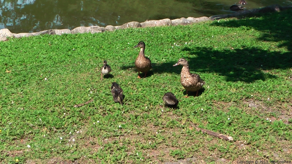 nder i Kungsparken i Malm.