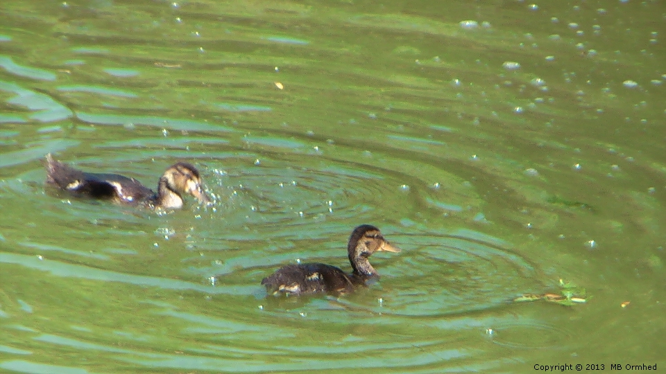 nder i Kungsparken i Malm