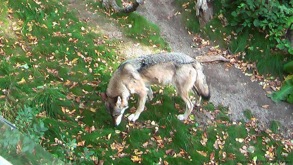 Varg p Skansen.