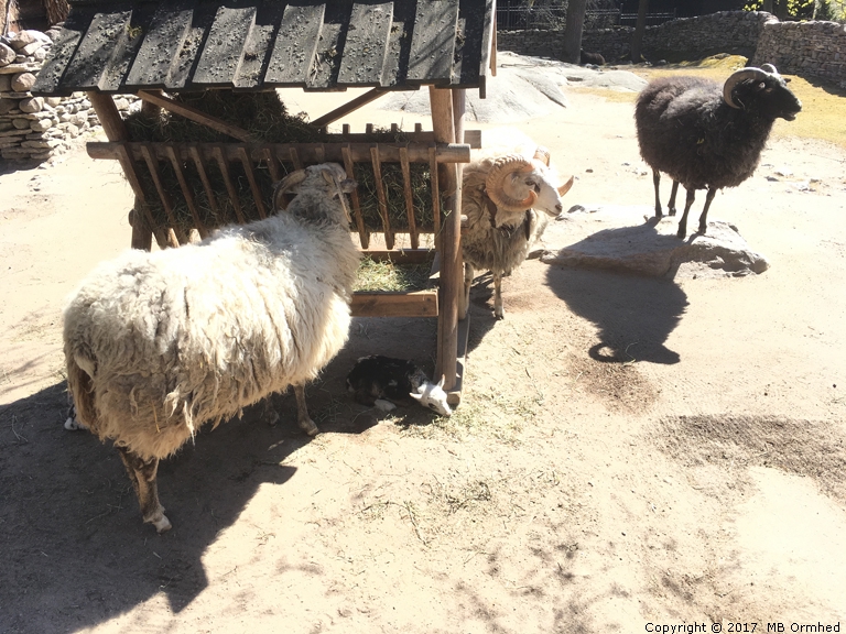 Fr vid Sknegrden p Skansen.