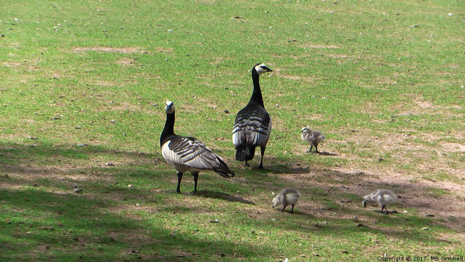 Kanadagss med ungar, p Skansen.