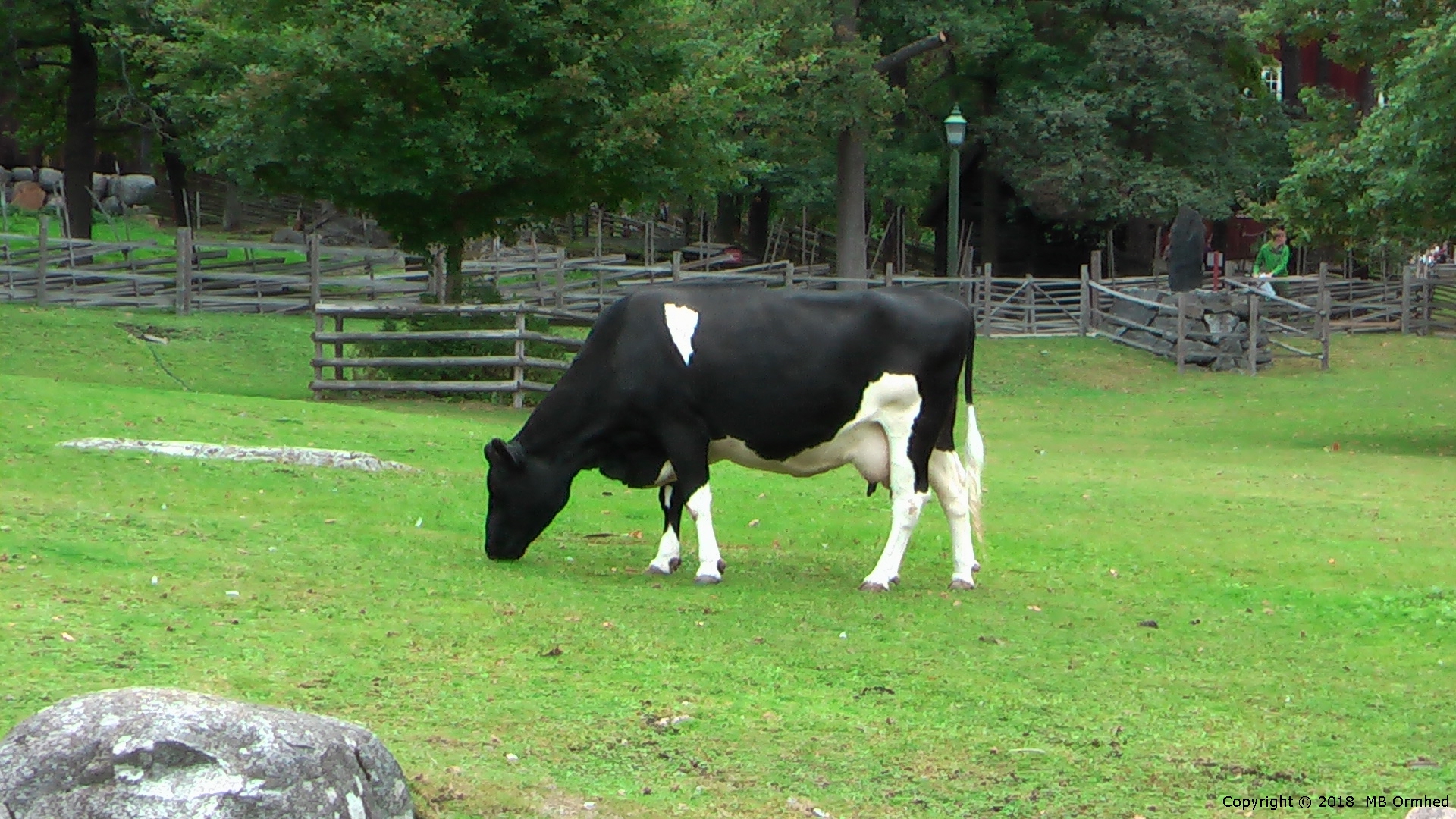 Ko vid Sknegrden p Skansen