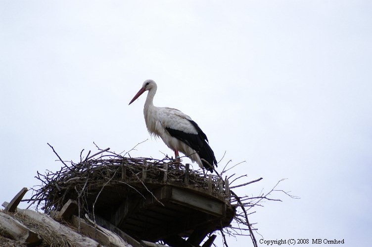 En stork i sitt bo