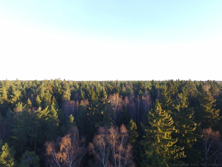 Skog, fotograferad i trdtoppshjd