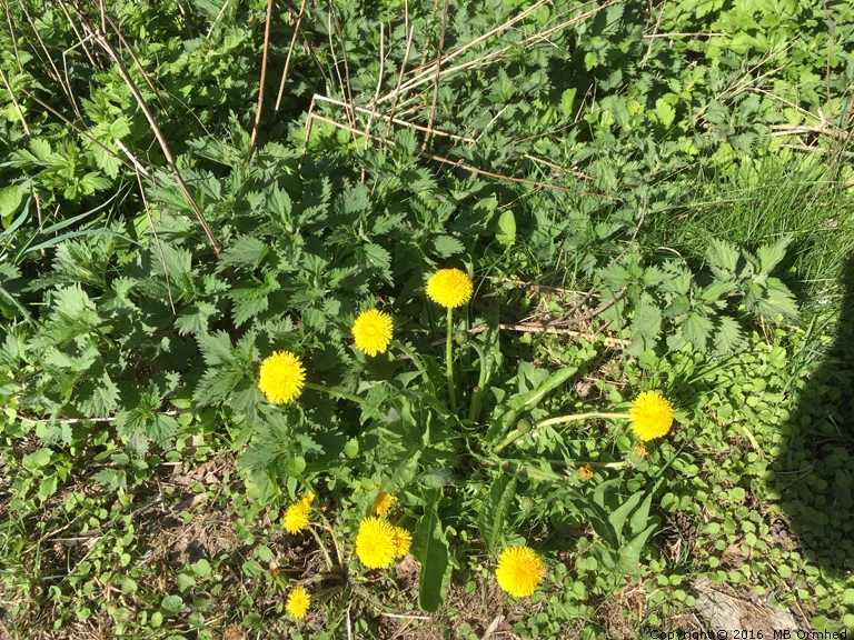 Blommande Maskrosor.