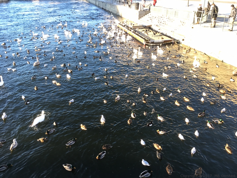 Samling av fglar vid Strmbron