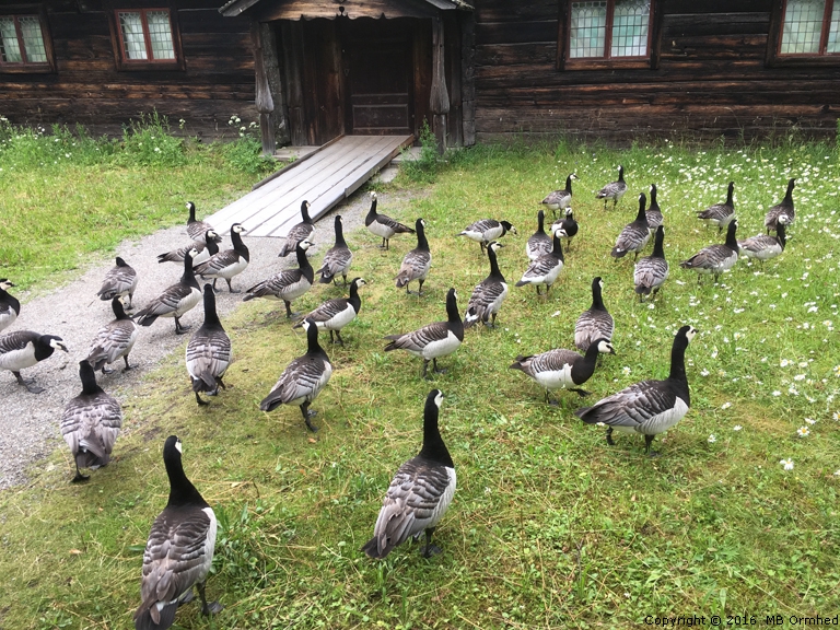 Kanadagss p Skansen.