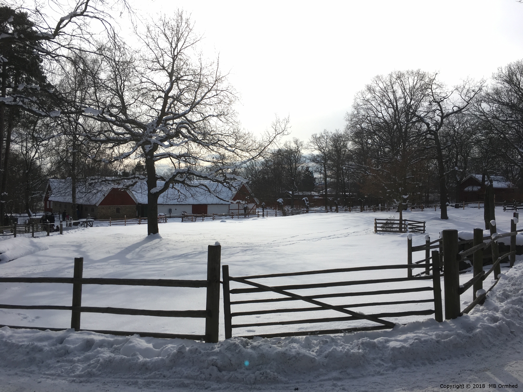 Sknegrden p Skansen - i sn.