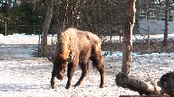 Visenten r Europas strsta dggdjur och kan vga uppemot ett ton.
Bilden tagen: 2011-03-26
Publicerad: 2011-03-27