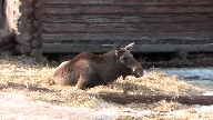 lg p Skansen.
Bilden tagen: 2011-03-26
Publicerad: 2011-07-31