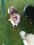 Troligen en Shetland sheepdog.
Bilden tagen: 2011-07-29
Publicerad: 2012-01-15