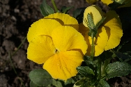 Nrbild p en blomma.
Bilden tagen: 2011-04-24
Publicerad: 2012-03-18