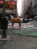 En hst p Broadway i New York.
Bilden tagen: 2012-06-17
Publicerad: 2012-08-12