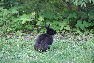 En svart kanin
Bilden tagen: 2012-08-11
Publicerad: 2012-11-04