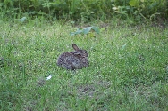En brun/gr kanin.
Bilden tagen: 2012-08-11
Publicerad: 2012-12-23