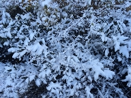 Buske med sn.
Bilden tagen: 2014-12-25
Publicerad: 2015-02-22