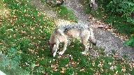 Varg p Skansen.
Bilden tagen: 2016-10-02
Publicerad: 2017-01-15