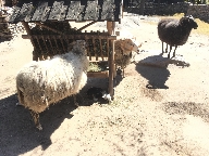 Fr vid Sknegrden p Skansen.
Bilden tagen: 2017-05-13
Publicerad: 2017-07-23