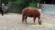 Hst p Skansen.
Bilden tagen: 2017-09-03
Publicerad: 2017-10-22