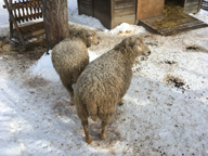 Fr p Skansen
Bilden tagen: 2018-03-04
Publicerad: 2018-03-18