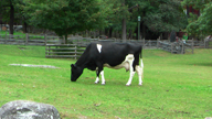 Ko vid Sknegrden p Skansen
Bilden tagen: 2017-09-03
Publicerad: 2018-07-08