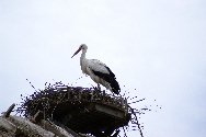 Stork i sitt bo i Sknes djurpark.
Bilden tagen: 2008-07-22
Publicerad: 2008-08-03