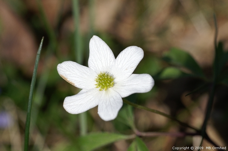 Nrbild p en blomma.