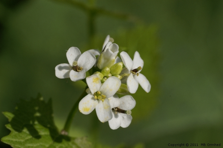 Nrbild p en blomma.