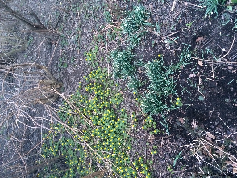 Vrblommor utanfr mitt hus.