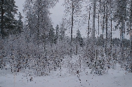 S hr i sommarvrmen, s kan det ju vara trevligt att tnka tillbaka p den gngna vintern... Varfr kan temperaturen aldrig vara lagom?
Bilden tagen: 2010-01-16
Publicerad: 2010-08-08