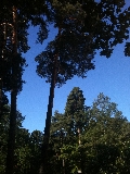 Tallar mot en bl sommarhimmel.
Bilden tagen: 2012-07-03
Publicerad: 2013-01-13