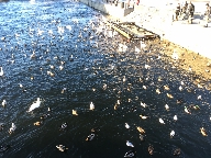 Samling av fglar vid Kungstrdgrdssidan av Strmbron.
Bilden tagen: 2017-01-15
Publicerad: 2017-02-26