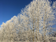Ett vintrigt träd.
Bilden tagen: 2018-01-10
Publicerad: 2018-03-11